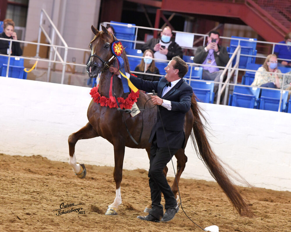 SF Aftershoc Region 12 Spotlight Futurity