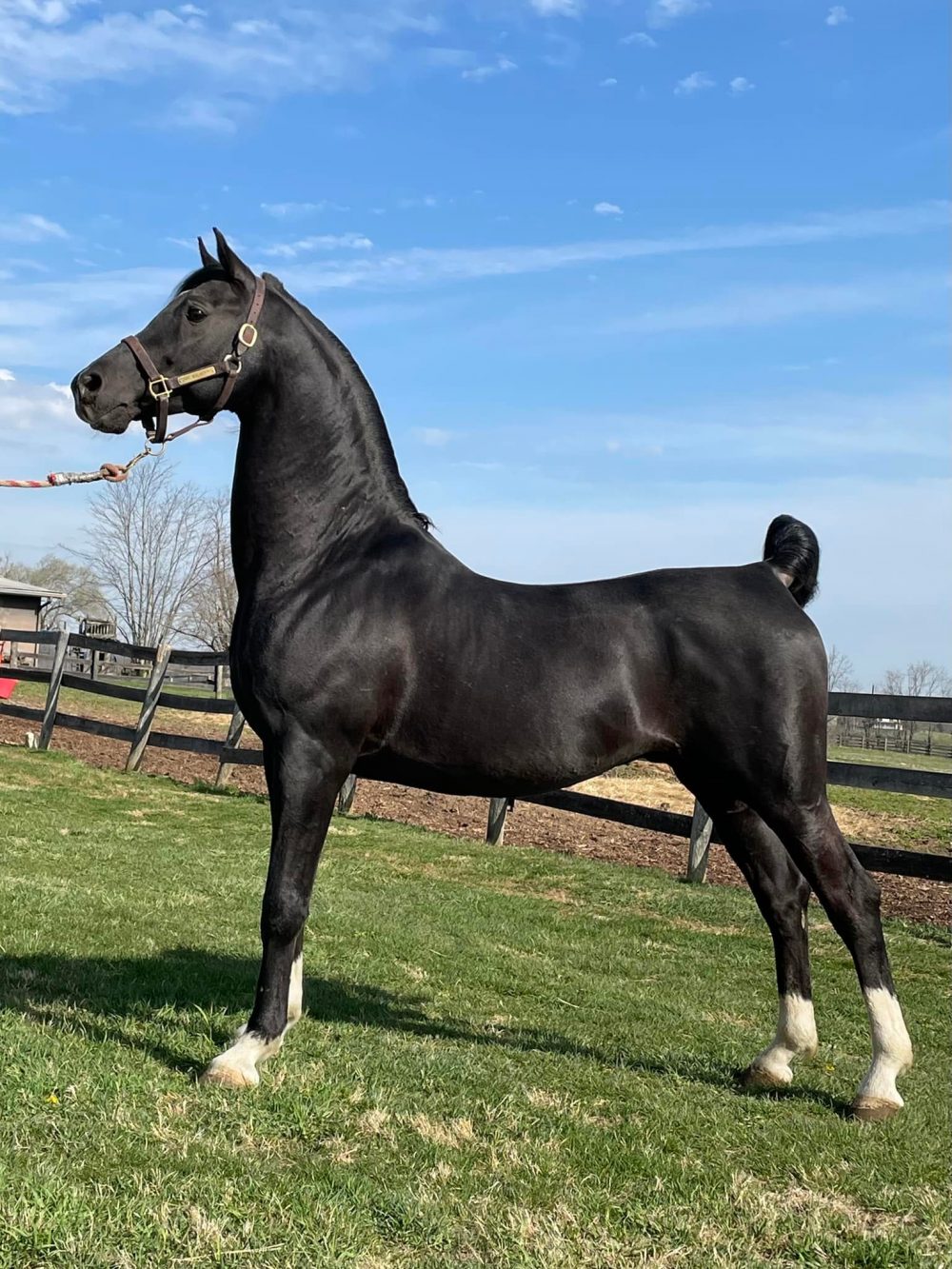 Cky Walker RH Region 12 Spotlight Futurity