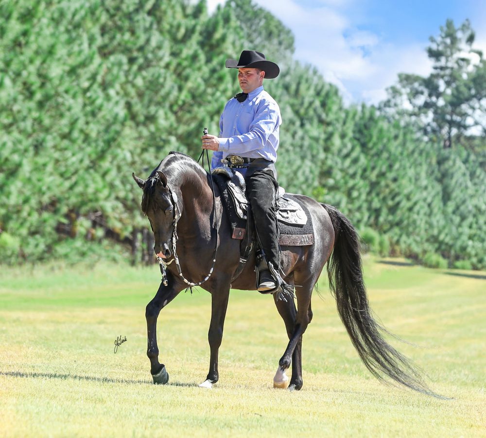 Knight Rider M – Region 12 Spotlight Futurity
